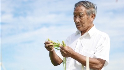 半生躬耕守良田 一心稻香护民安——记天津水稻育种专家、“中国好人”谷守贤